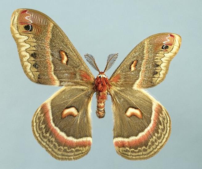 Hyalophora cecropia (dwarf wing aberrant) (Internet Image property of respective owner, non-commercial use only)